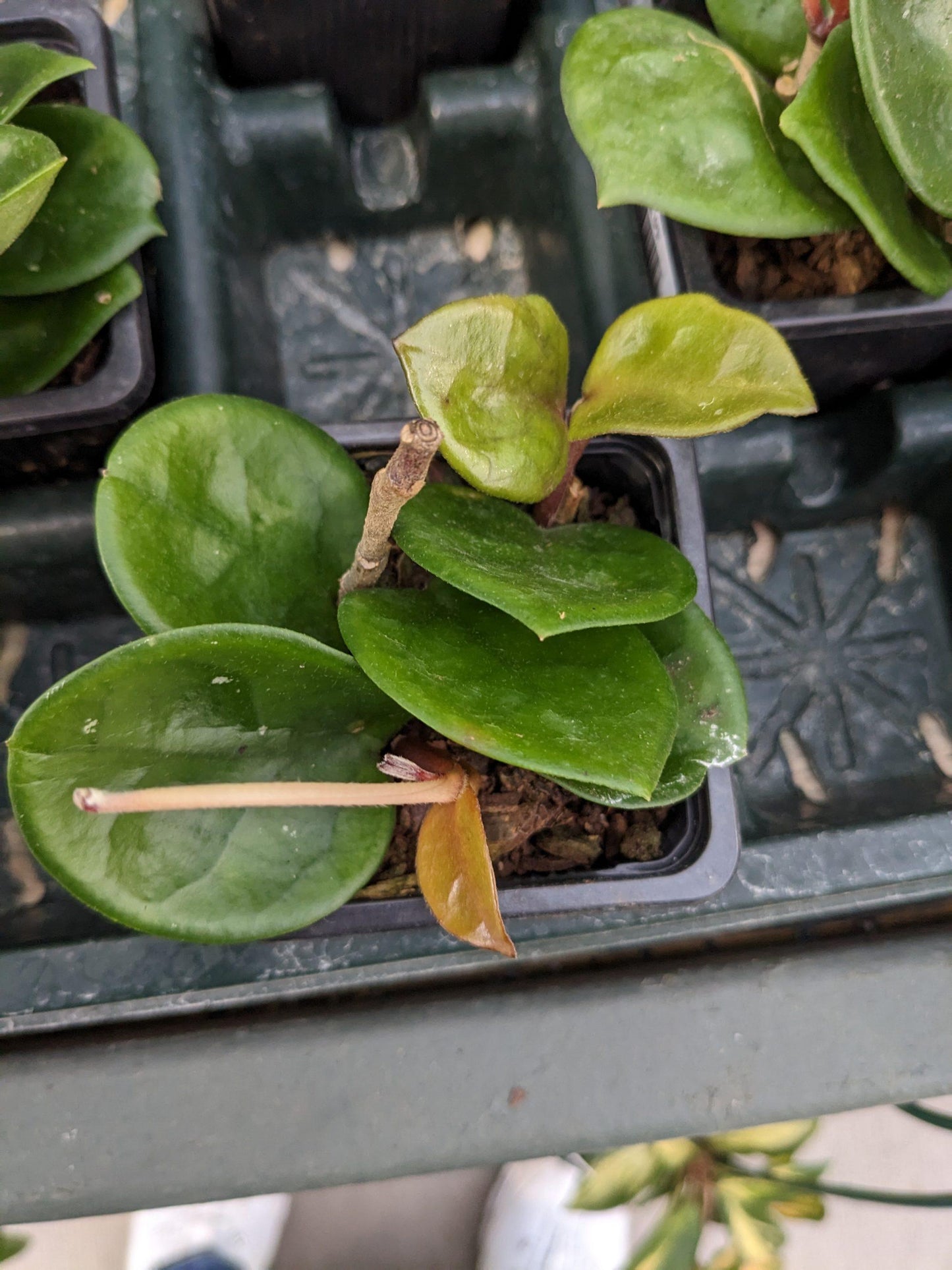 Hoya Assorted - View 7 from www redcrocus com