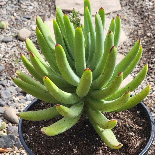 Cotyledon Assorted - View 10 from www redcrocus com