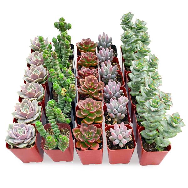 Cotyledon Assorted - View 12 from www redcrocus com