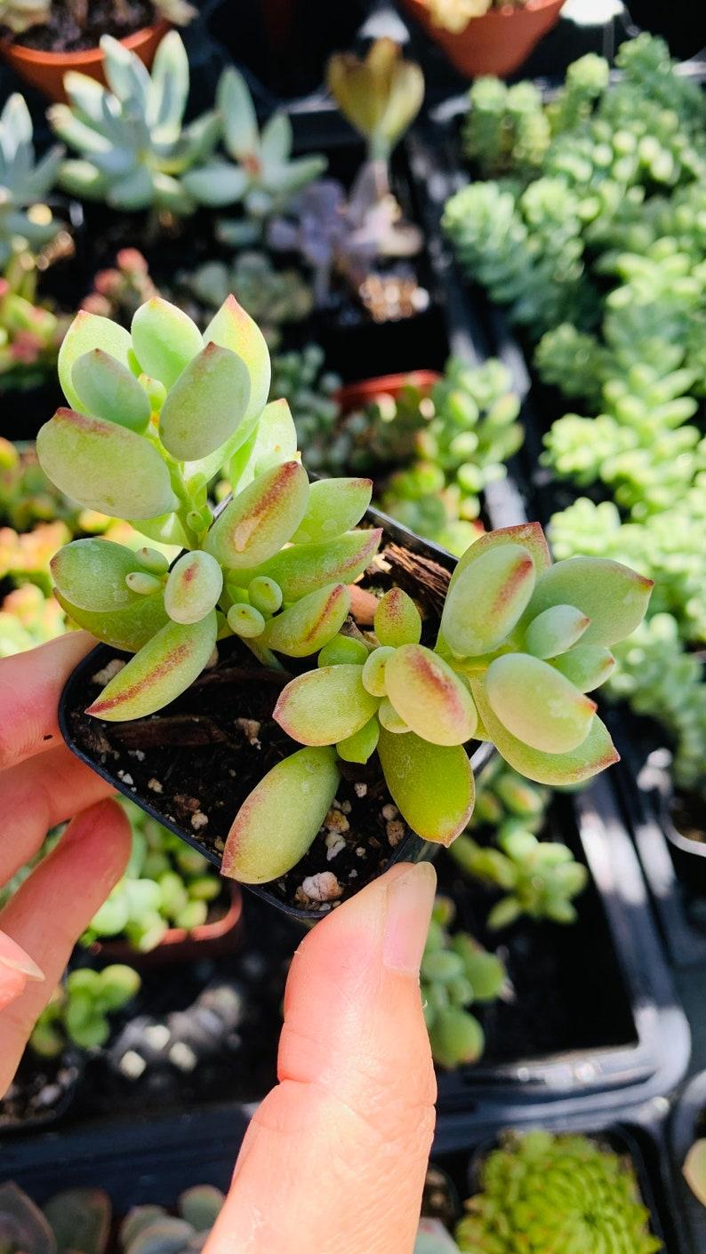 Cotyledon Assorted - View 13 from www redcrocus com