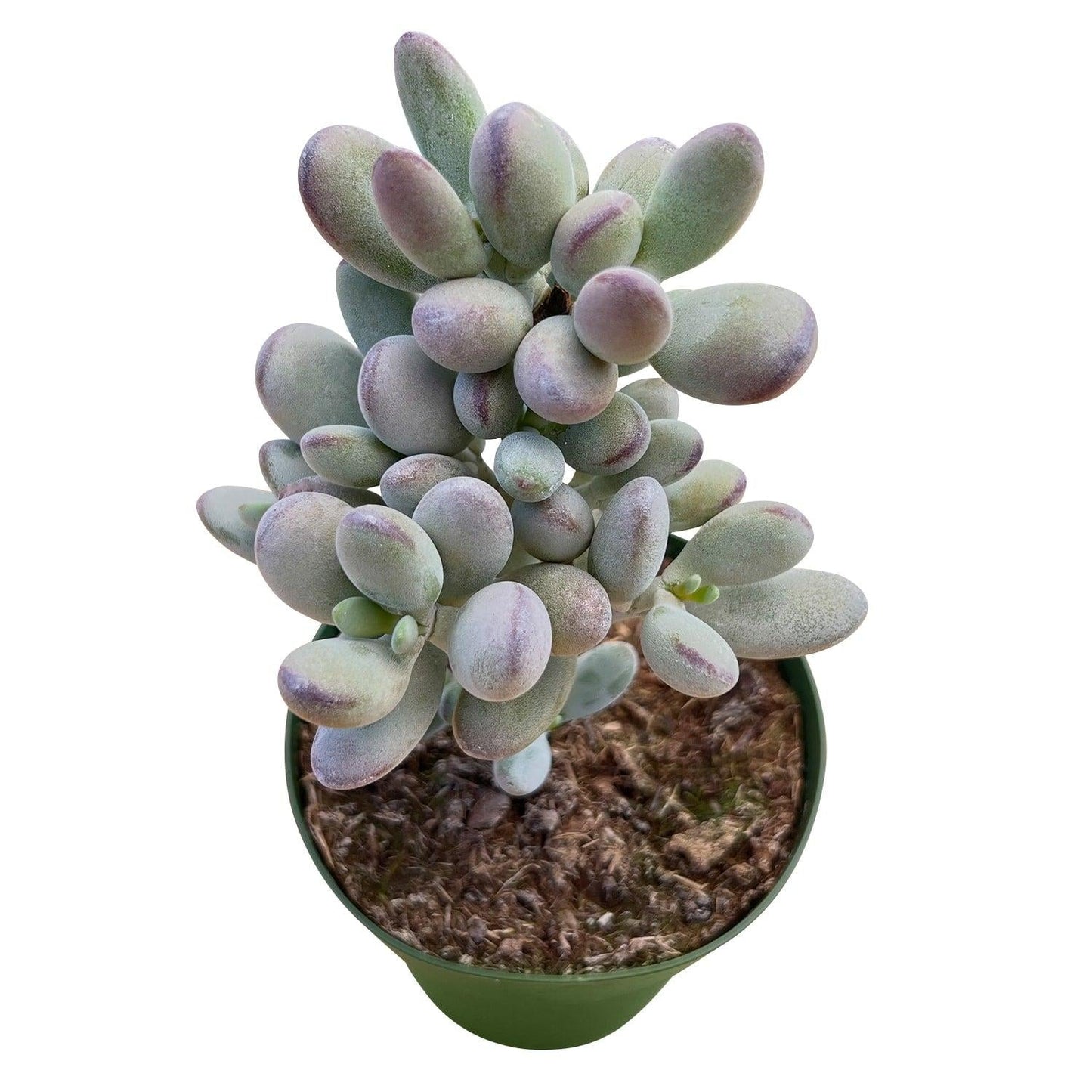 Cotyledon Assorted - View 14 from www redcrocus com