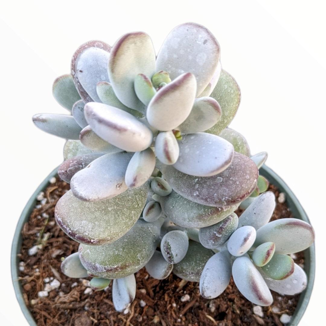 Cotyledon Assorted - View 16 from www redcrocus com