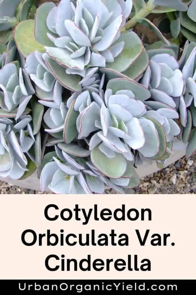 Cotyledon Assorted - View 17 from www redcrocus com