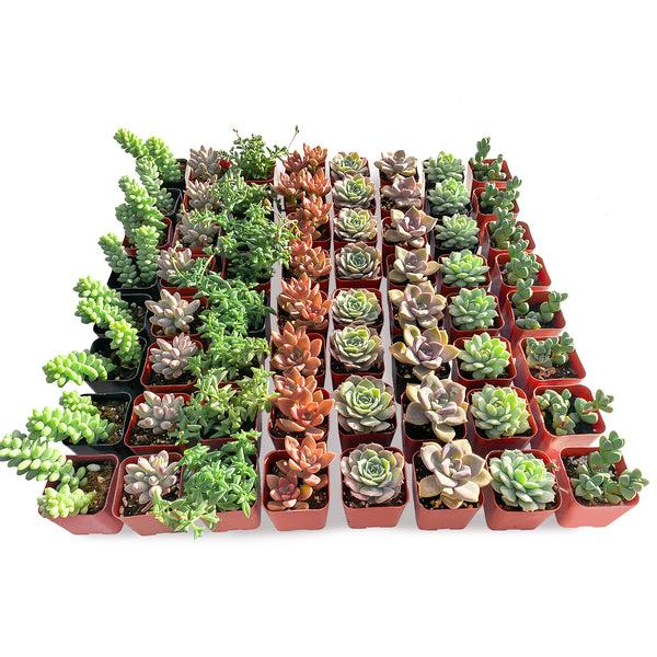 Cotyledon Assorted - View 18 from www redcrocus com