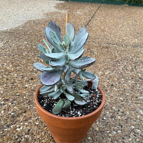 Cotyledon Assorted - View 2 from www redcrocus com