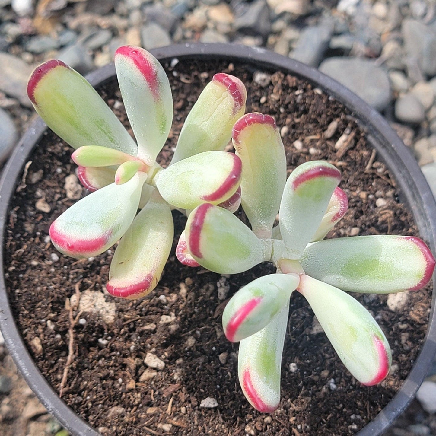 Cotyledon Assorted - View 3 from www redcrocus com