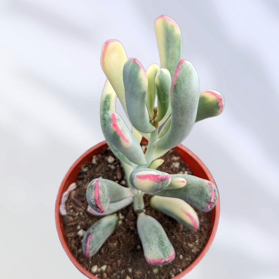 Cotyledon Assorted - View 4 from www redcrocus com