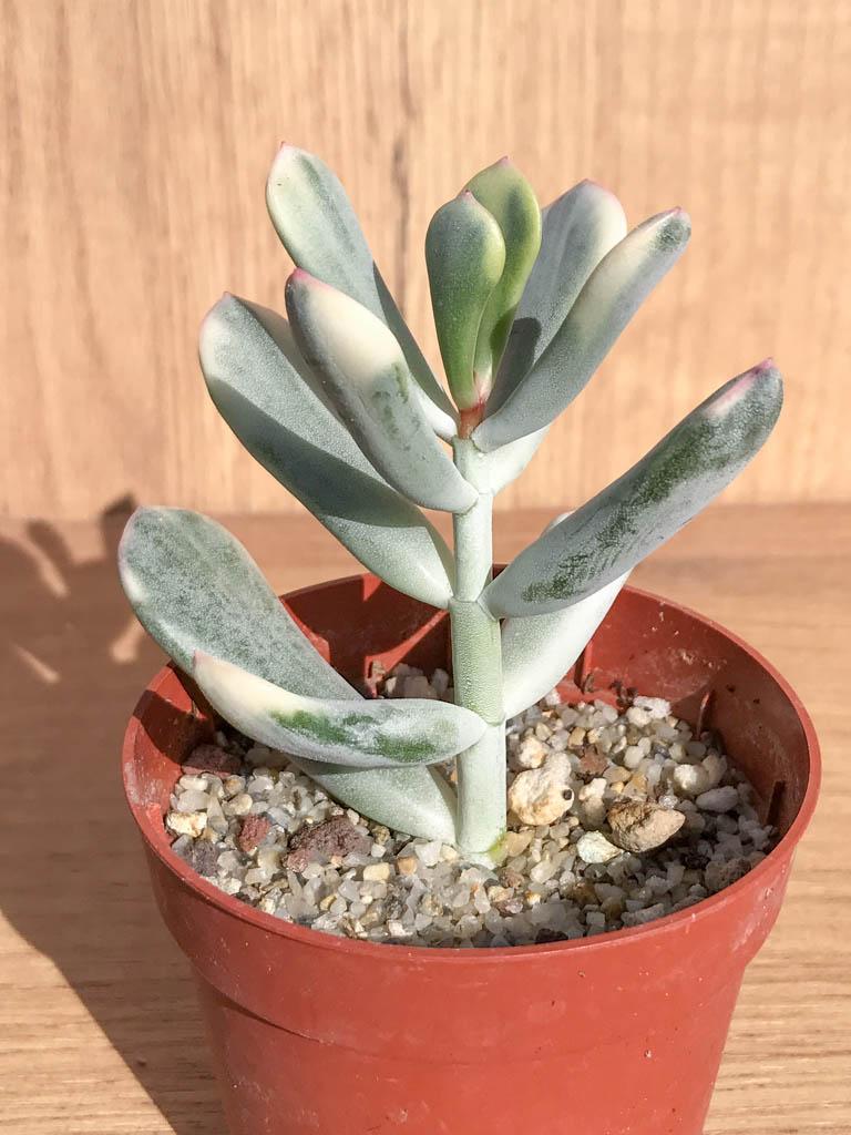 Cotyledon Assorted - View 5 from www redcrocus com