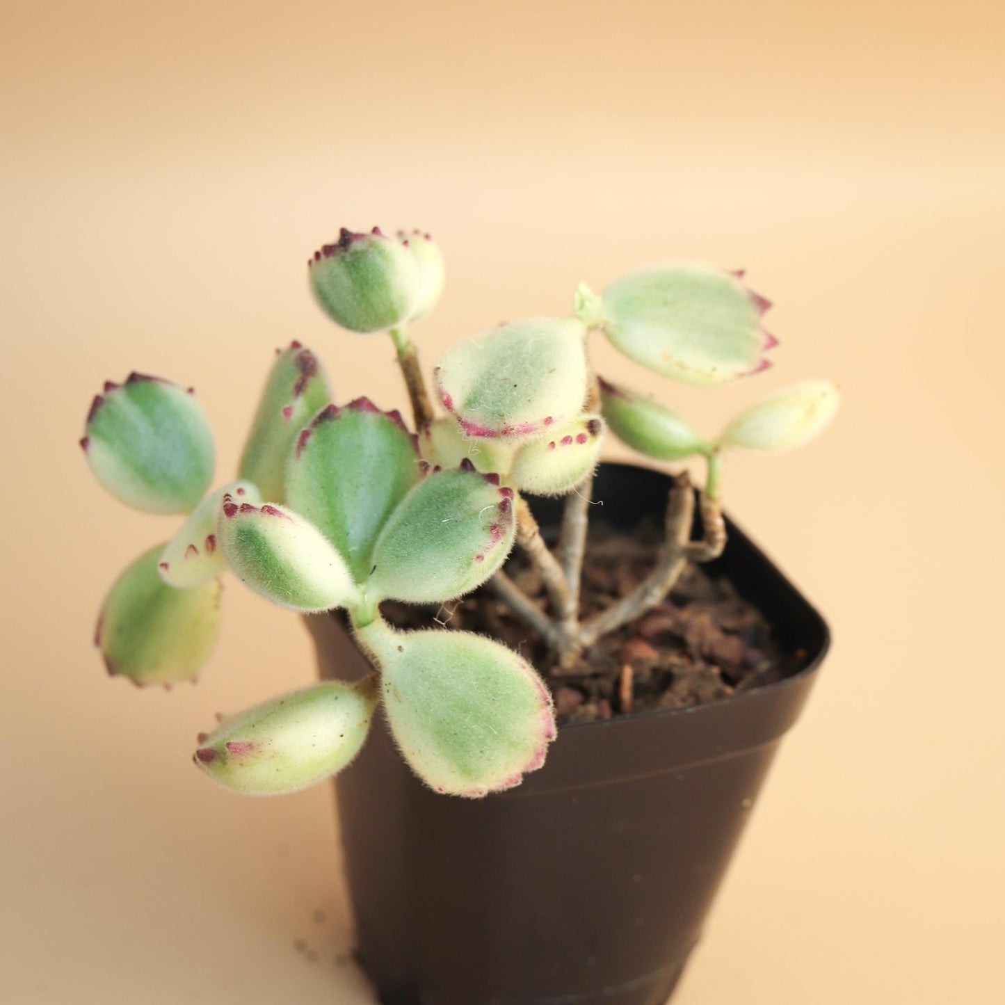Cotyledon Assorted - View 6 from www redcrocus com
