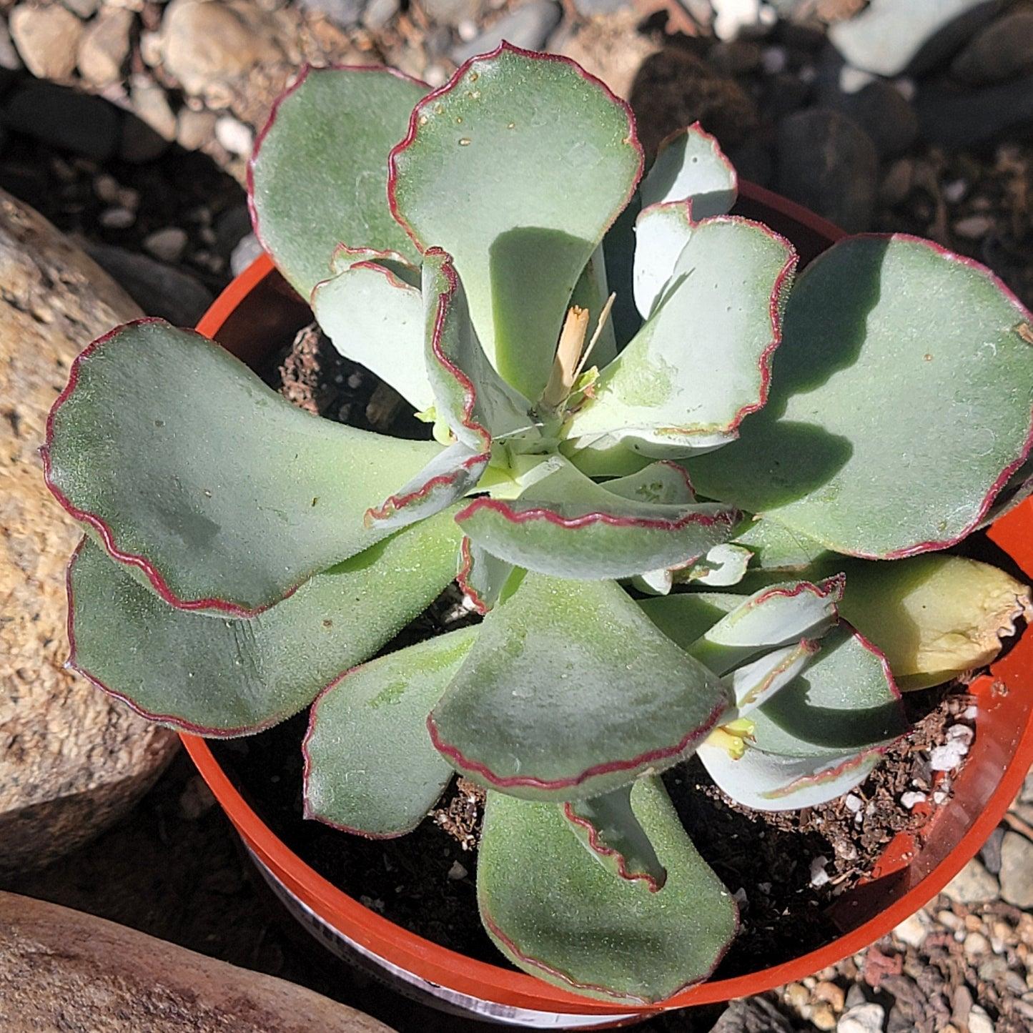 Cotyledon Assorted - View 7 from www redcrocus com