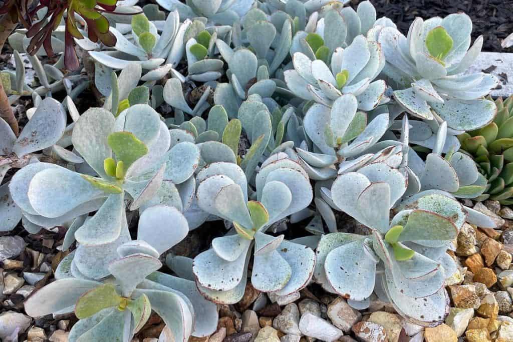 Cotyledon Assorted - View 8 from www redcrocus com