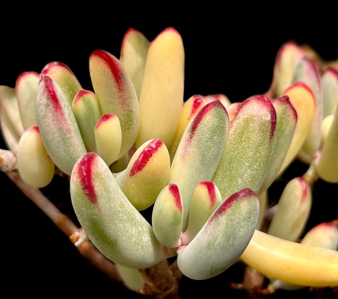 Cotyledon Assorted - View 9 from www redcrocus com