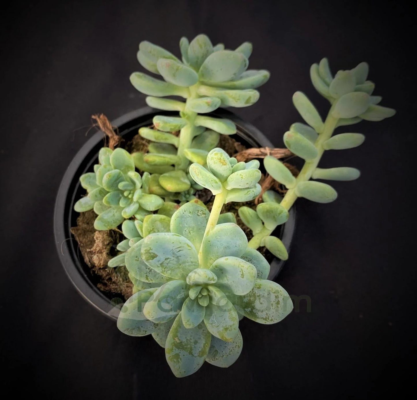 Sedum Aurora Blue - View 12 from www redcrocus com