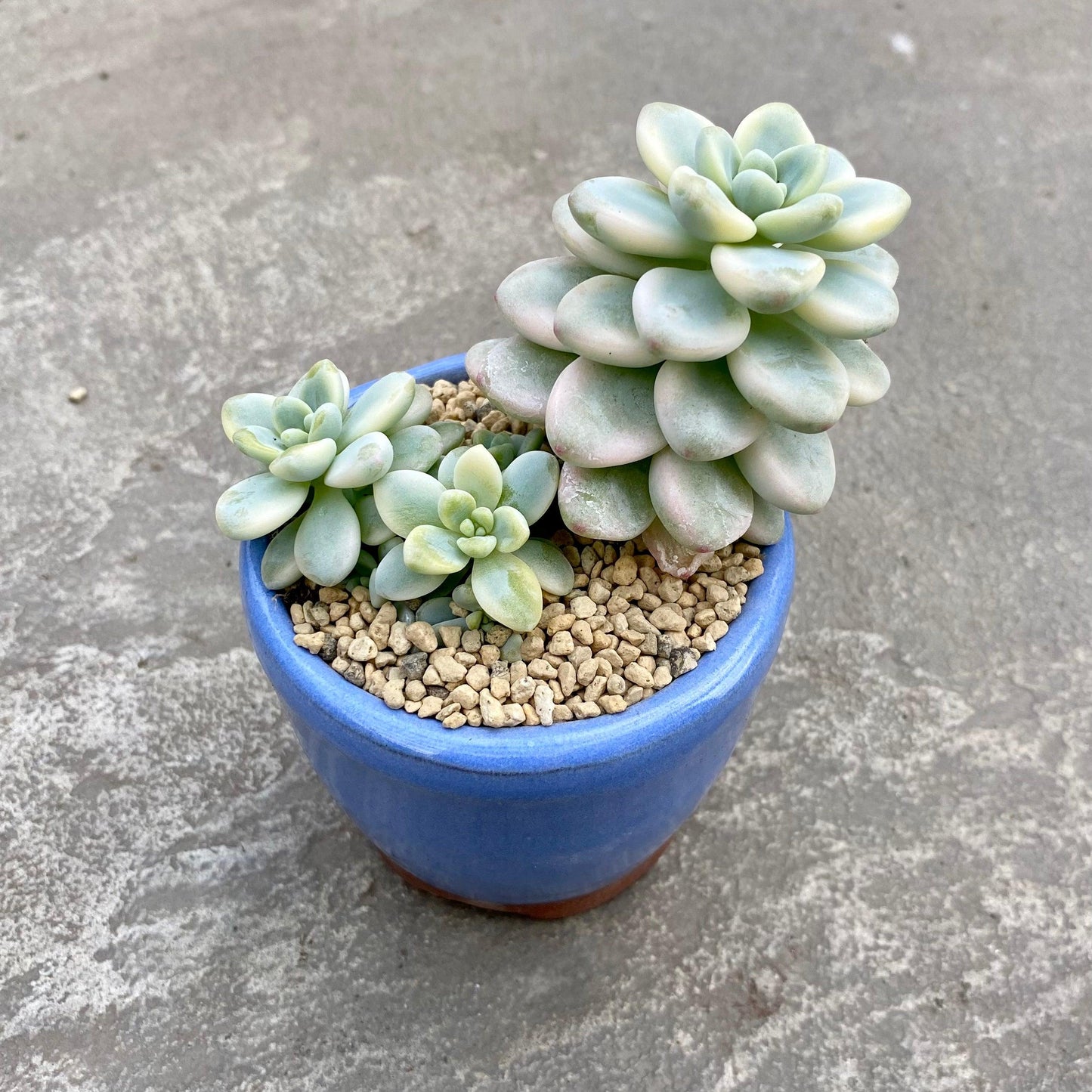 Sedum Aurora Blue - View 13 from www redcrocus com