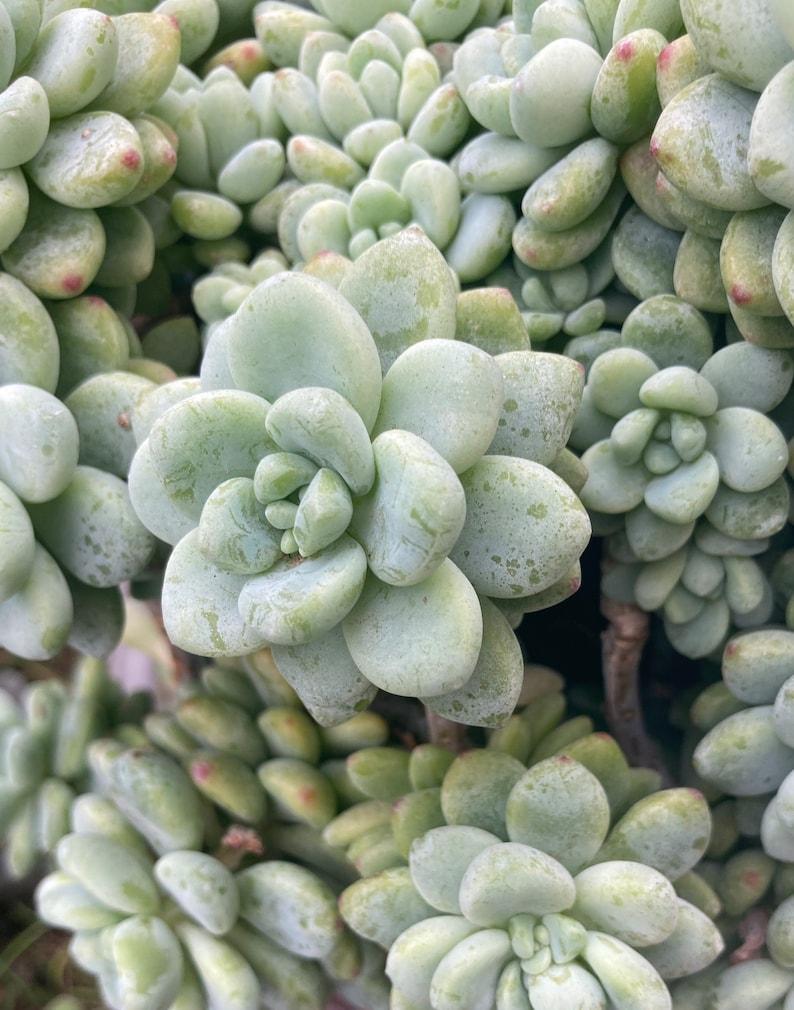 Sedum Aurora Blue - View 14 from www redcrocus com