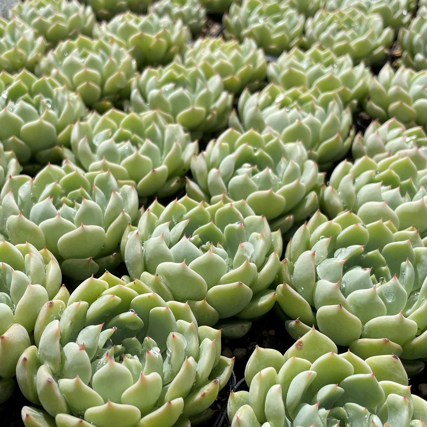 Sedum Aurora Blue - View 16 from www redcrocus com