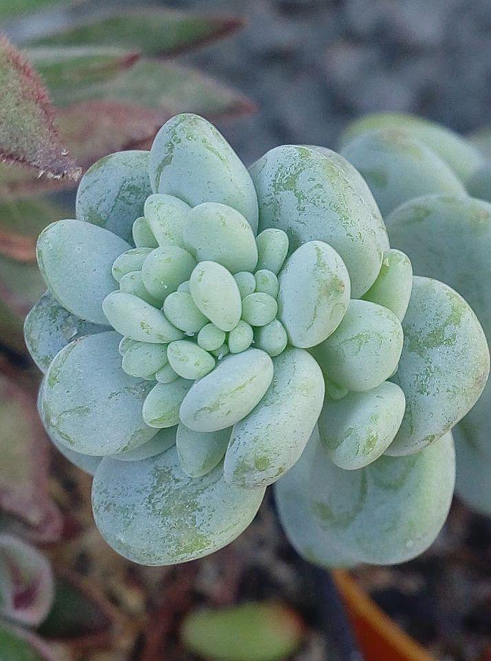 Sedum Aurora Blue - View 2 from www redcrocus com