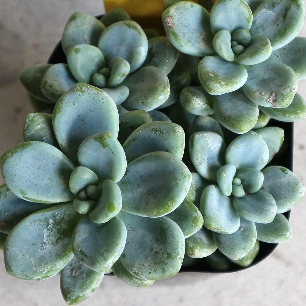 Sedum Aurora Blue - View 3 from www redcrocus com