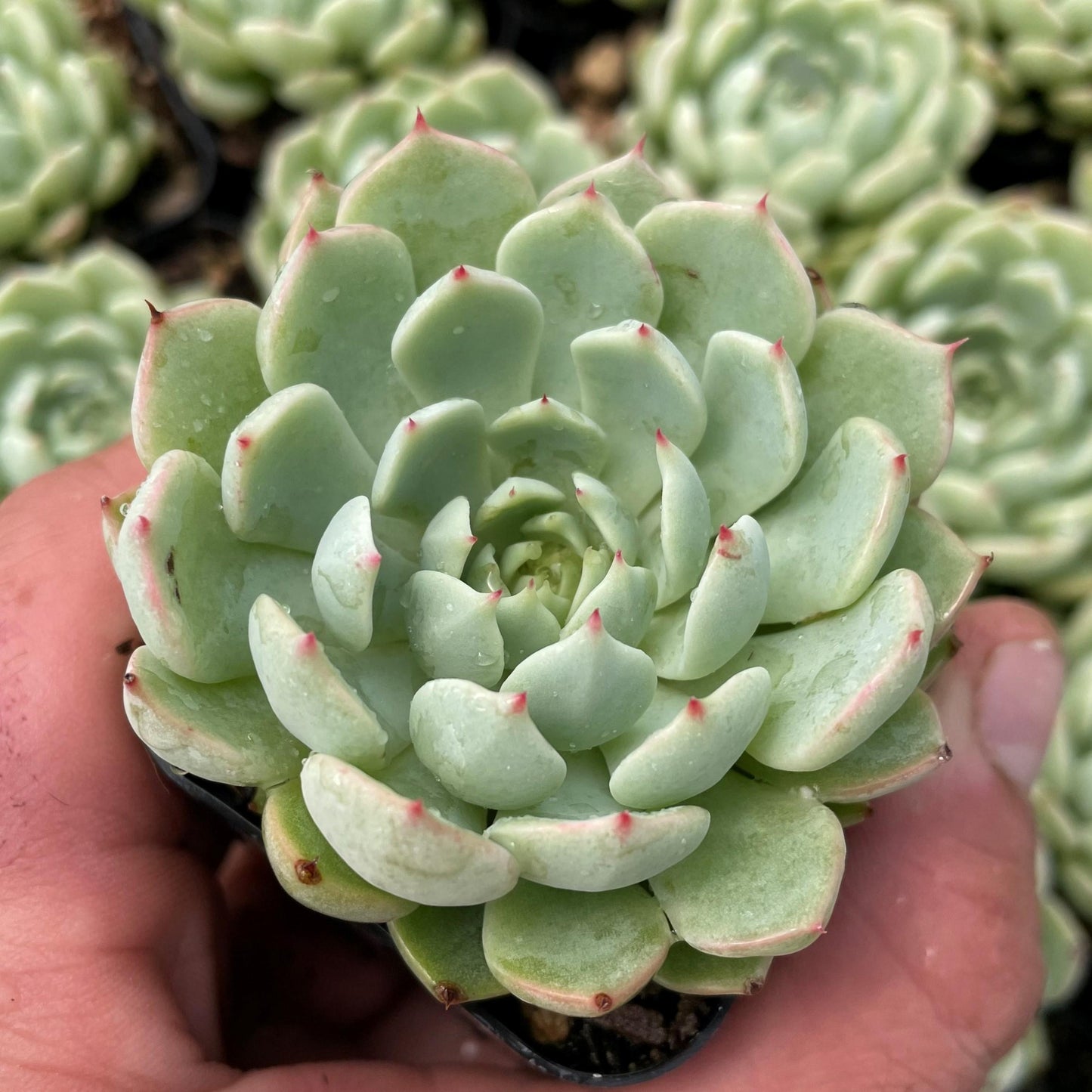 Sedum Aurora Blue - View 4 from www redcrocus com