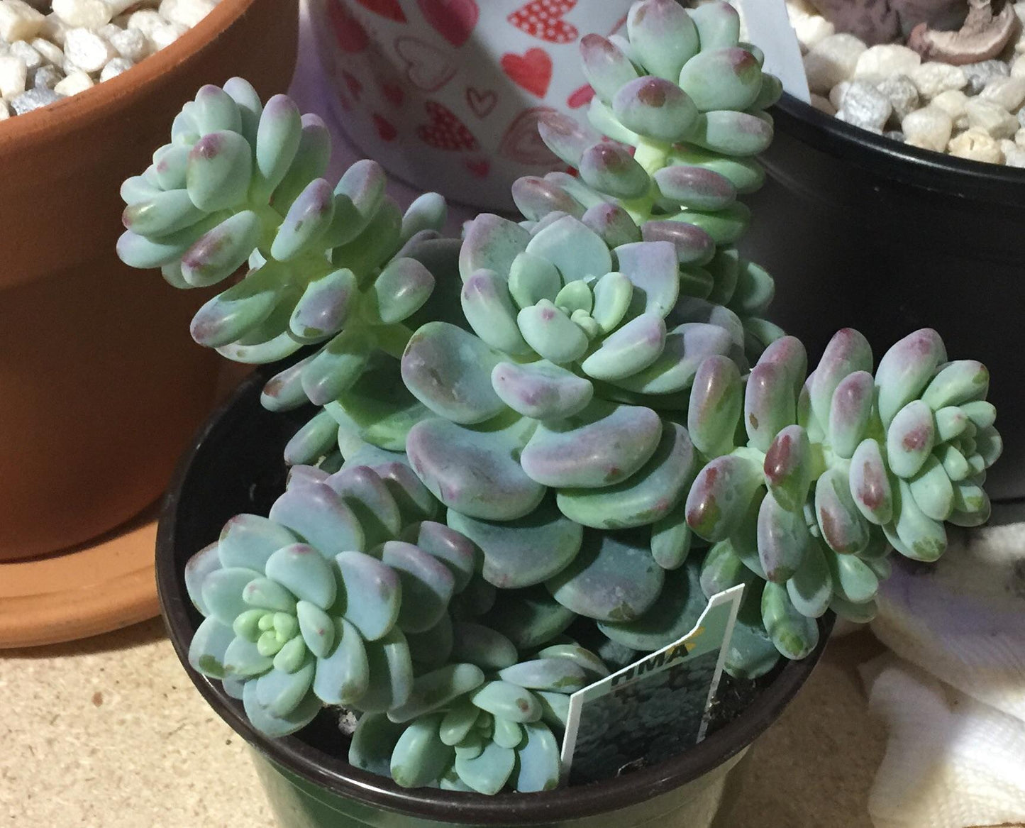 Sedum Aurora Blue - View 8 from www redcrocus com