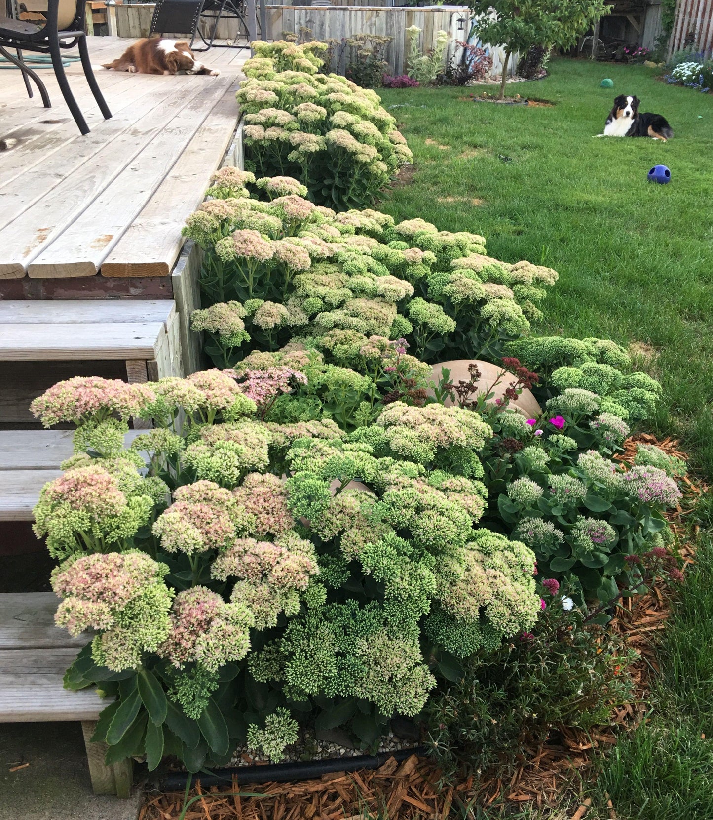 Sedum, Assorted - View 10 from www redcrocus com
