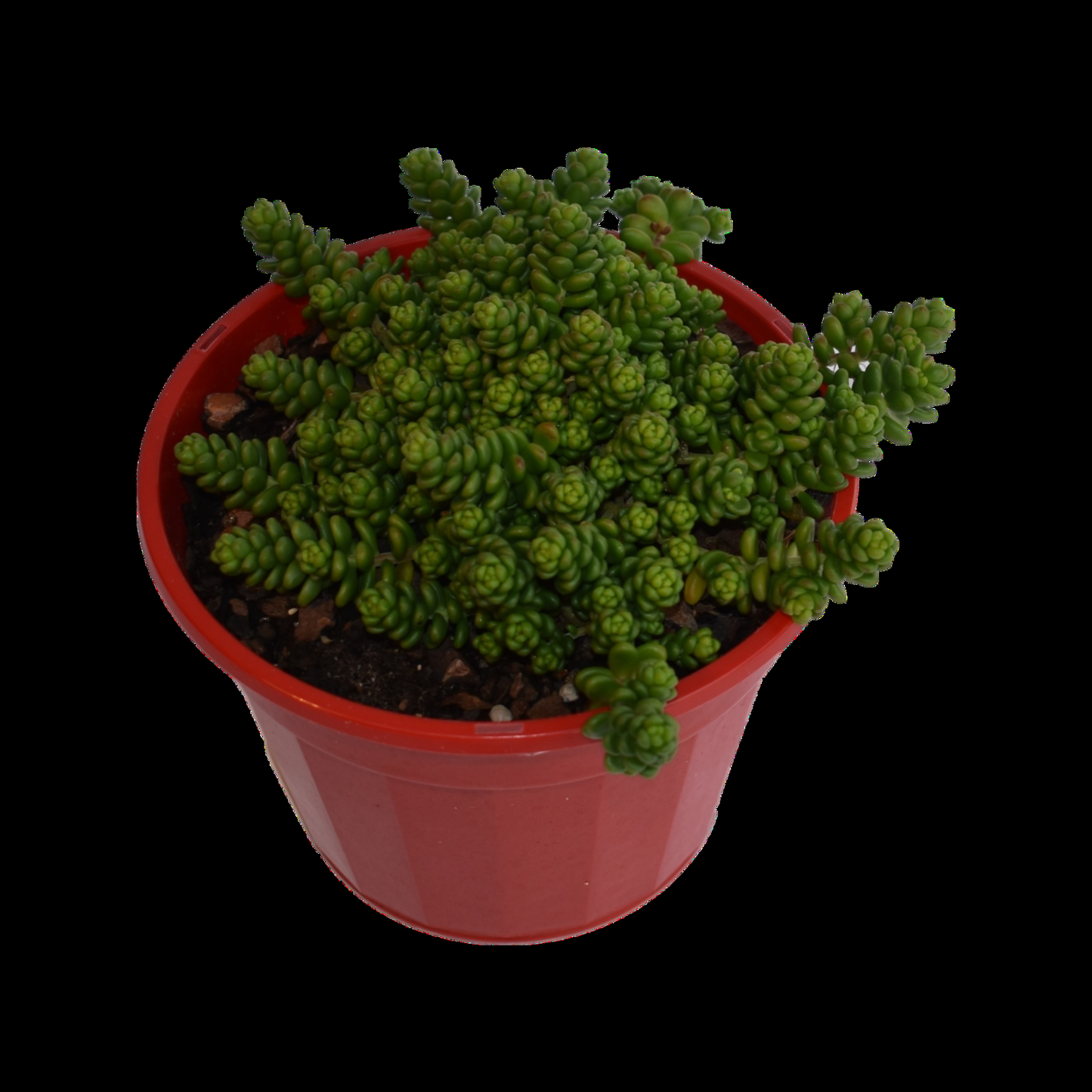 Sedum, Assorted - View 11 from www redcrocus com