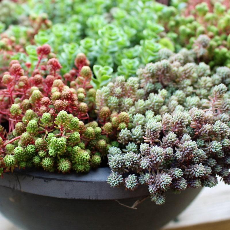 Sedum, Assorted - View 3 from www redcrocus com