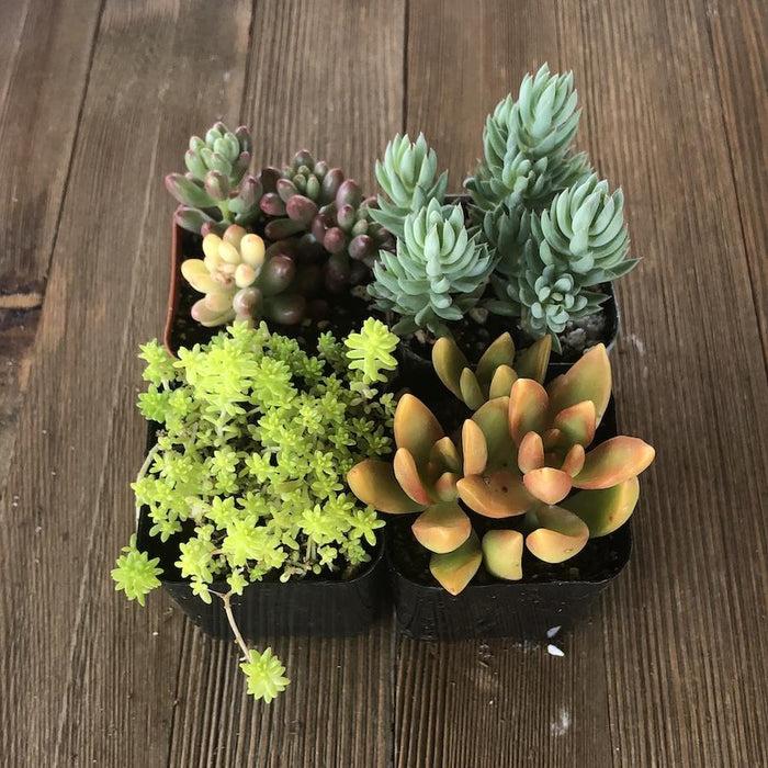 Sedum, Assorted - View 6 from www redcrocus com