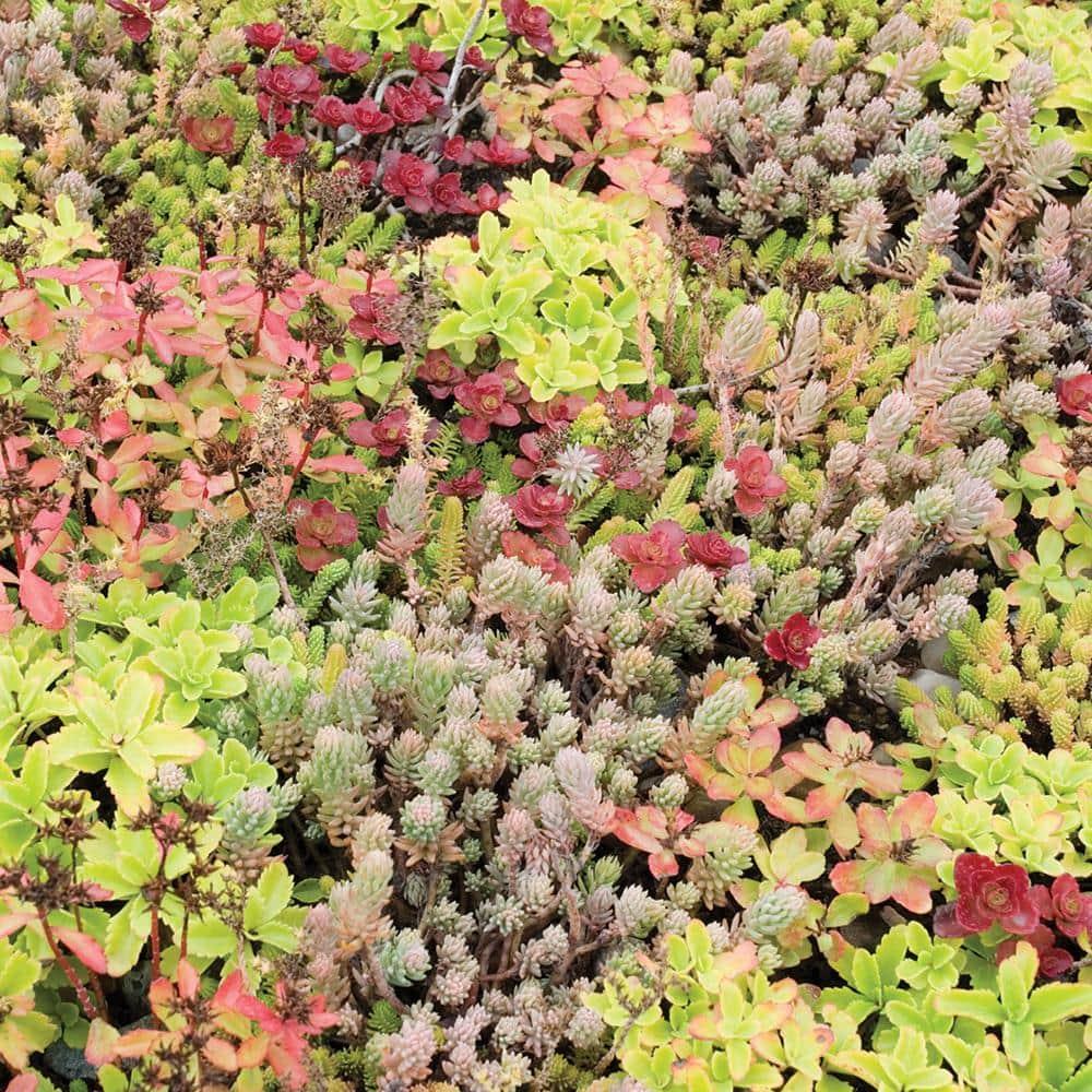 Sedum Assorted - View 10 from www redcrocus com