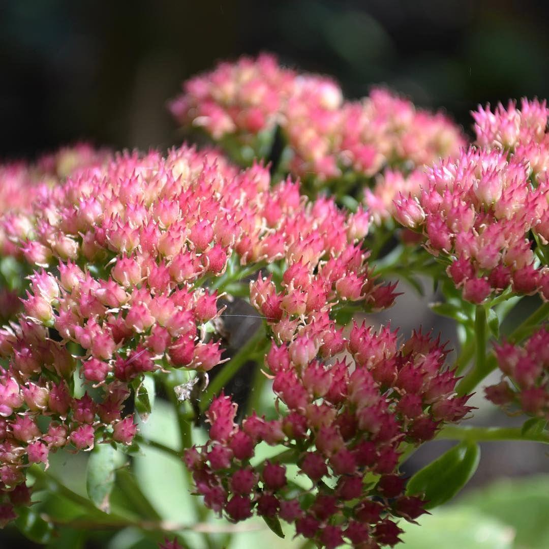 Sedum Assorted - View 11 from www redcrocus com
