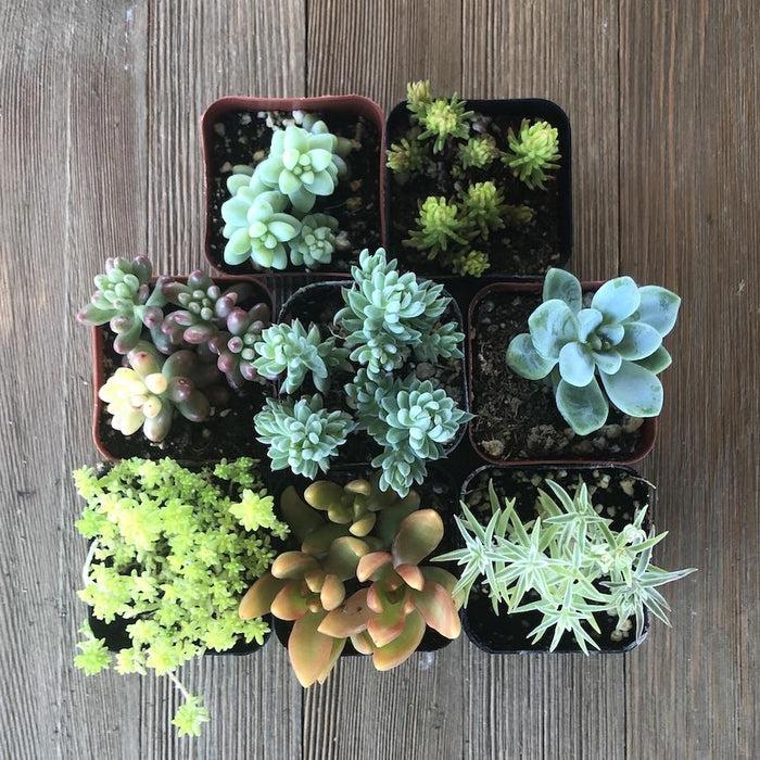 Sedum Assorted - View 3 from www redcrocus com