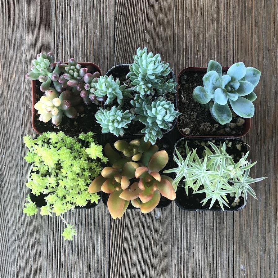 Sedum Assorted - View 4 from www redcrocus com