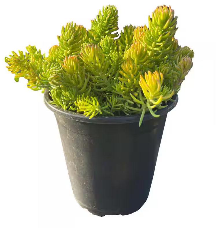 Sedum Assorted - View 5 from www redcrocus com
