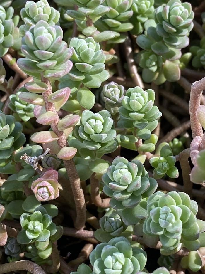 Sedum Assorted - View 6 from www redcrocus com