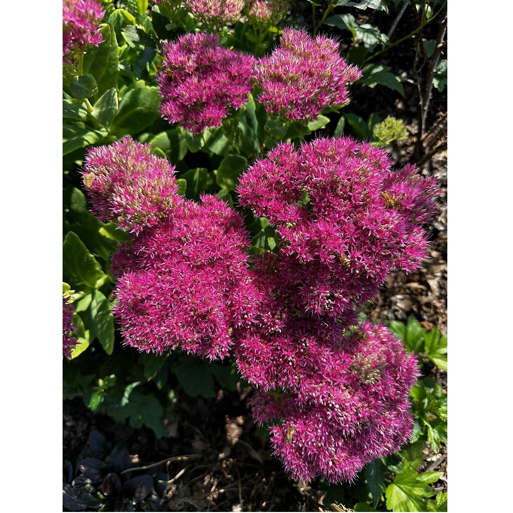 Sedum Assorted - View 7 from www redcrocus com