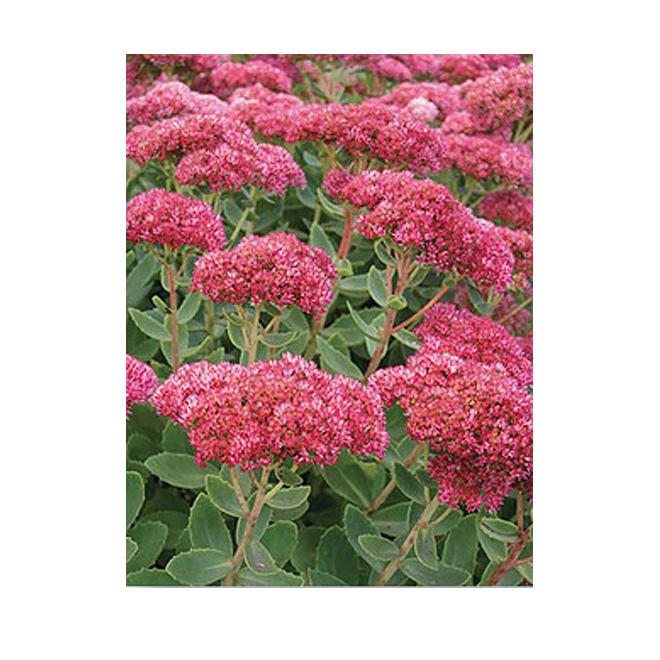 Sedum Assorted - View 8 from www redcrocus com