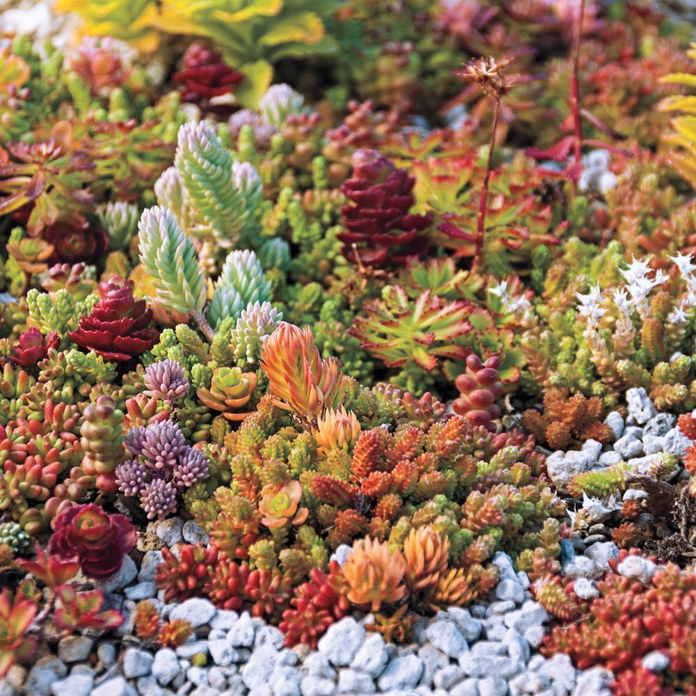 Sedum Assorted - View 9 from www redcrocus com