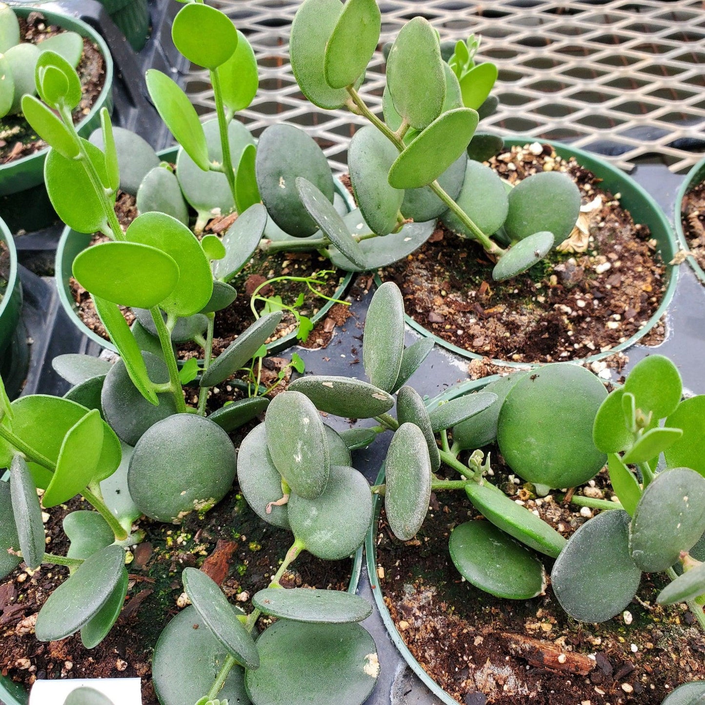 Xerosicyos Danguyi Silver Dollar Vine - View 11 from www redcrocus com