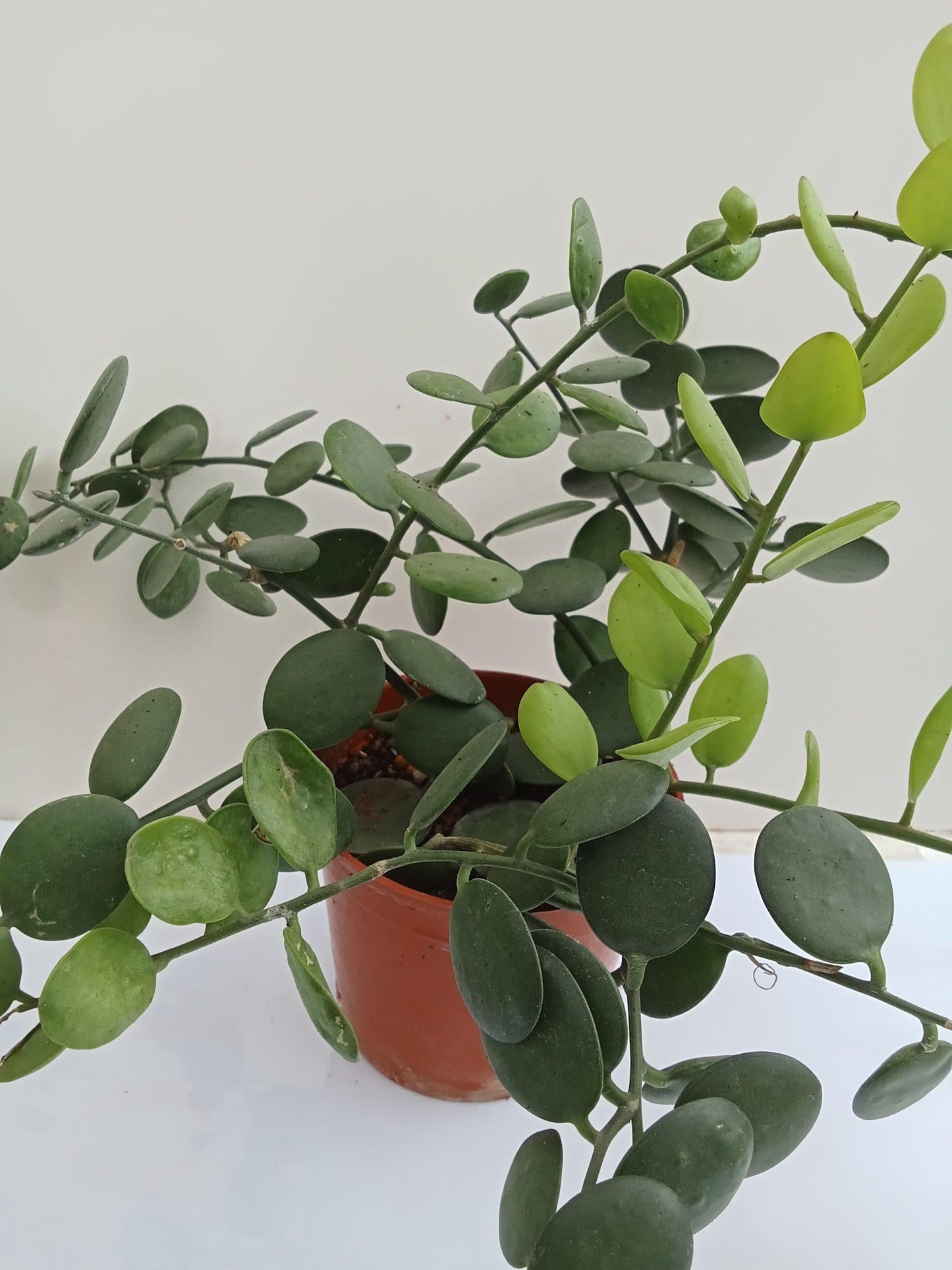 Xerosicyos Danguyi Silver Dollar Vine - View 14 from www redcrocus com