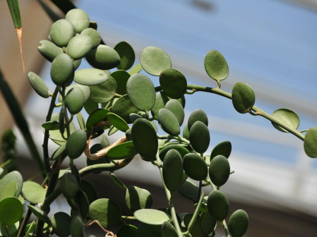 Xerosicyos Danguyi Silver Dollar Vine - View 2 from www redcrocus com