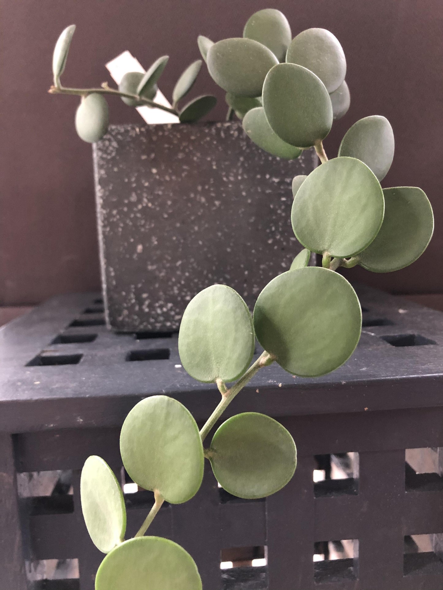Xerosicyos Danguyi Silver Dollar Vine - View 3 from www redcrocus com