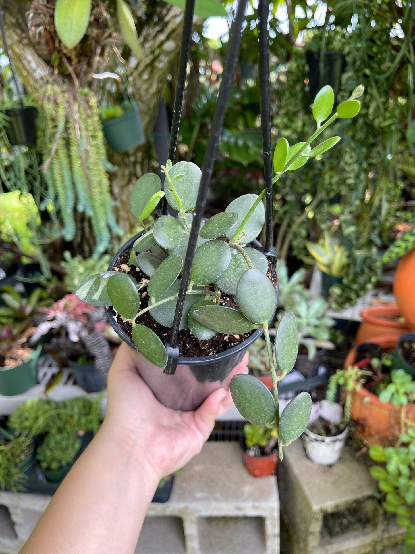 Xerosicyos Danguyi Silver Dollar Vine - View 4 from www redcrocus com