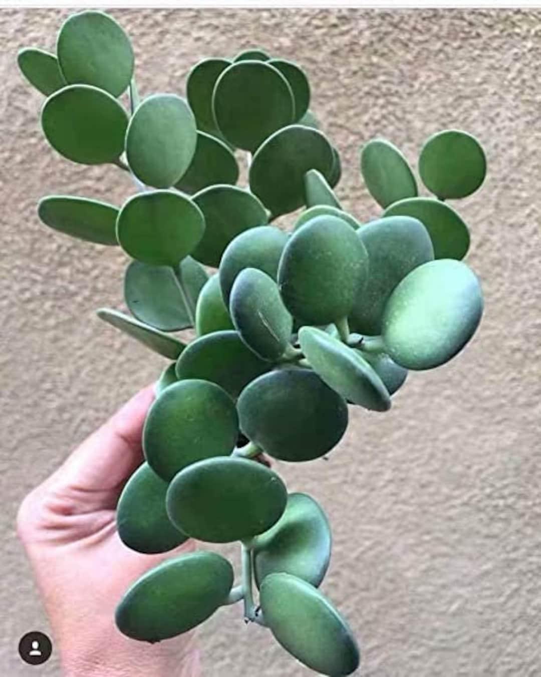 Xerosicyos Danguyi Silver Dollar Vine - View 5 from www redcrocus com