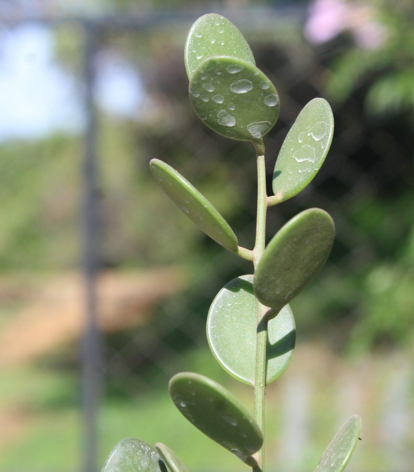 Xerosicyos Danguyi Silver Dollar Vine - View 6 from www redcrocus com