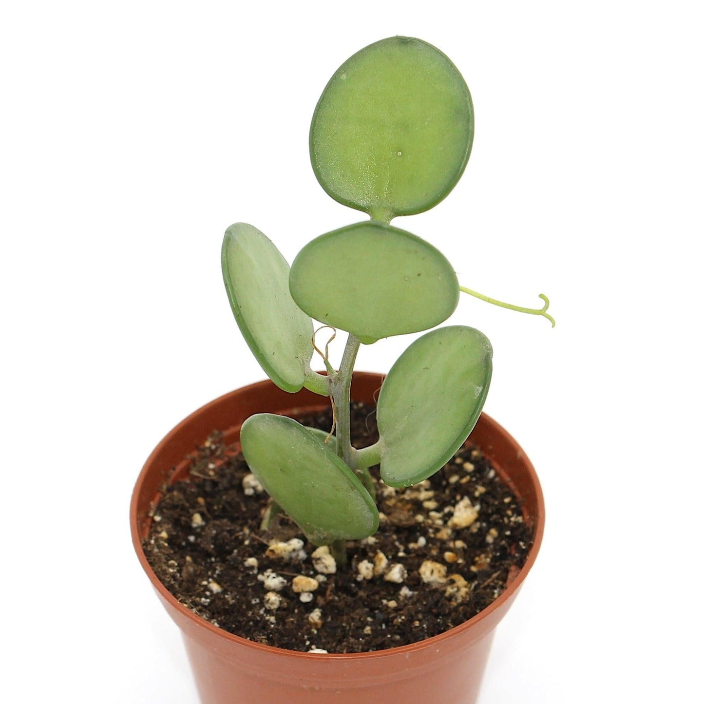 Xerosicyos Danguyi Silver Dollar Vine - View 7 from www redcrocus com