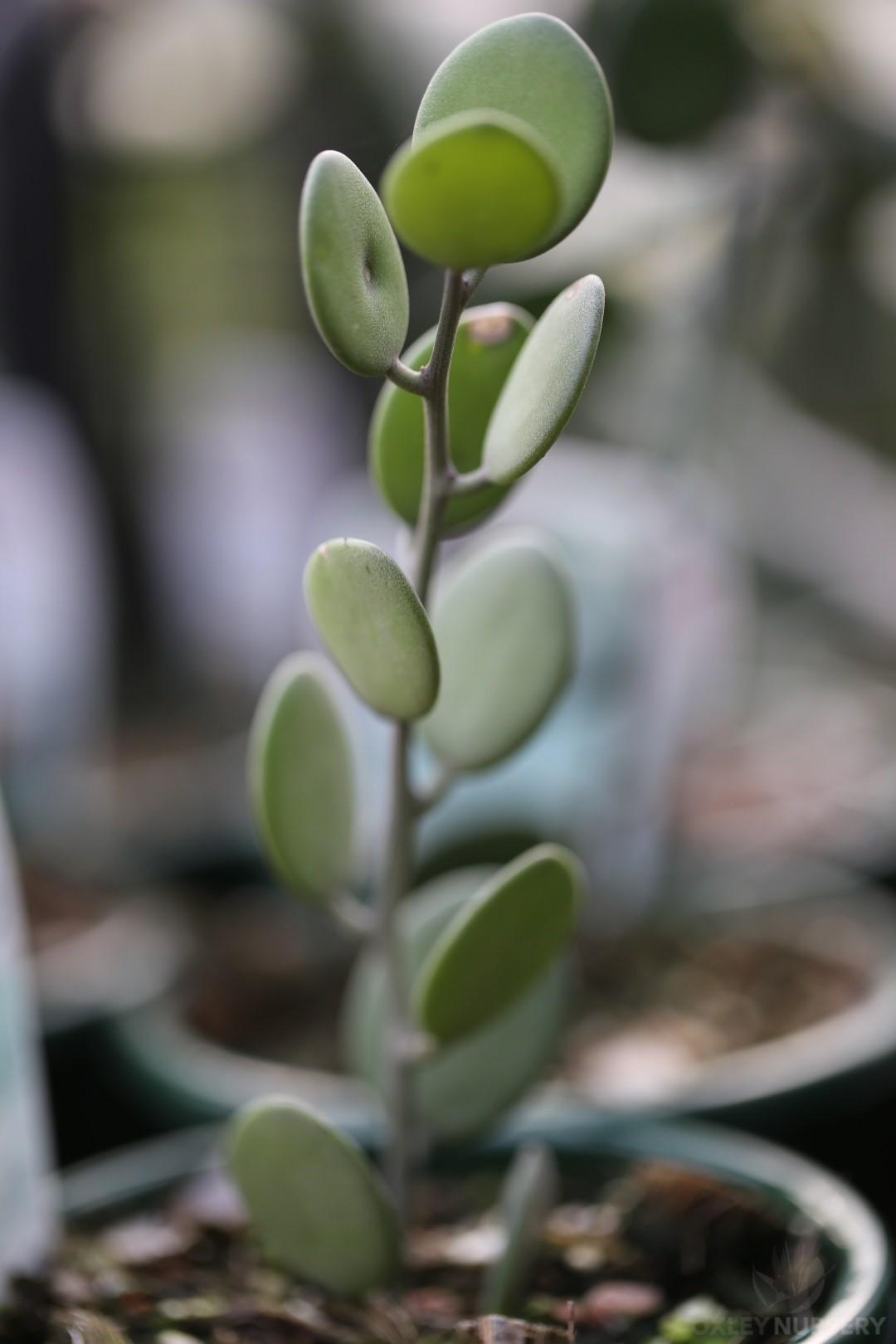 Xerosicyos Danguyi Silver Dollar Vine - View 9 from www redcrocus com