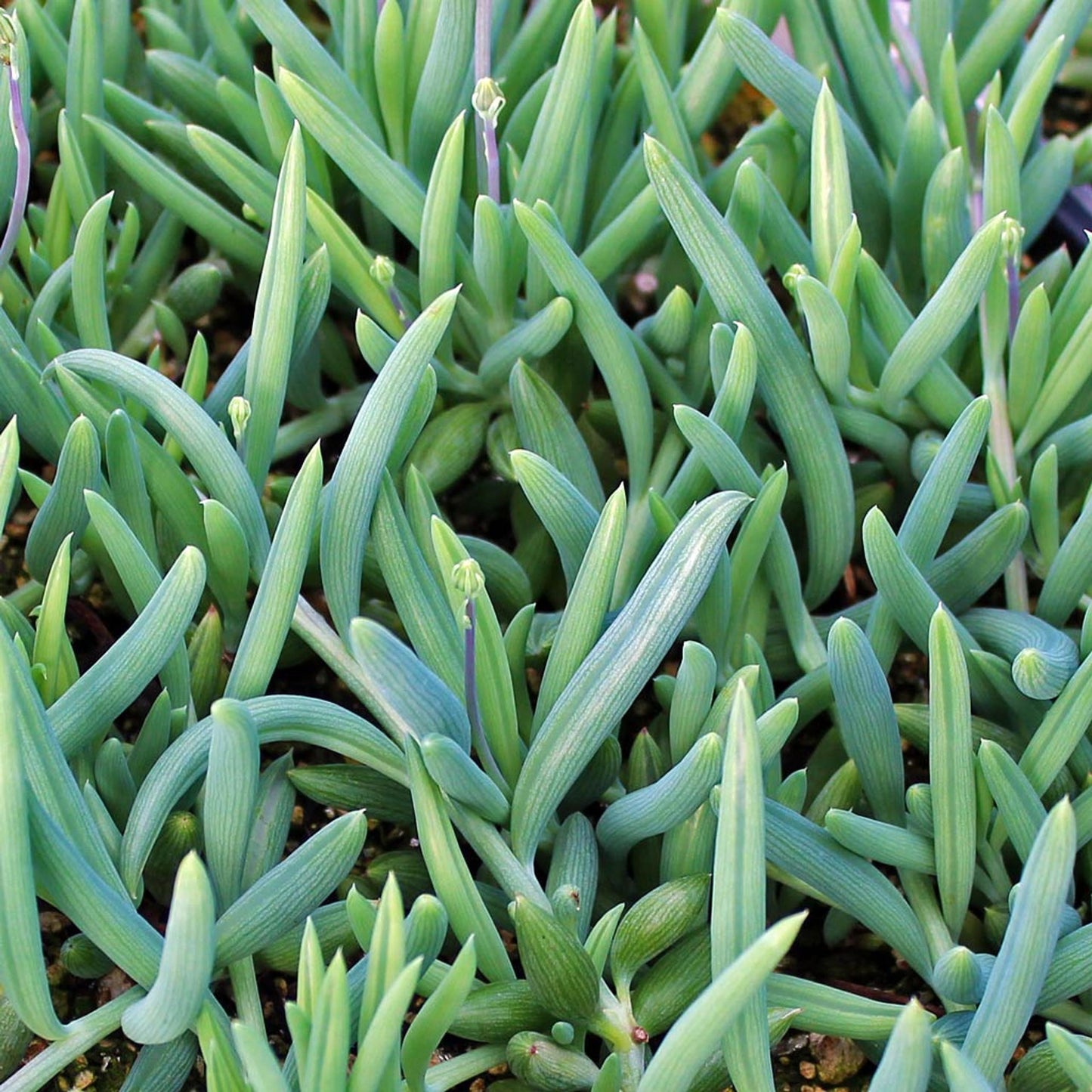 Senecio, Assorted - View 10 from www redcrocus com