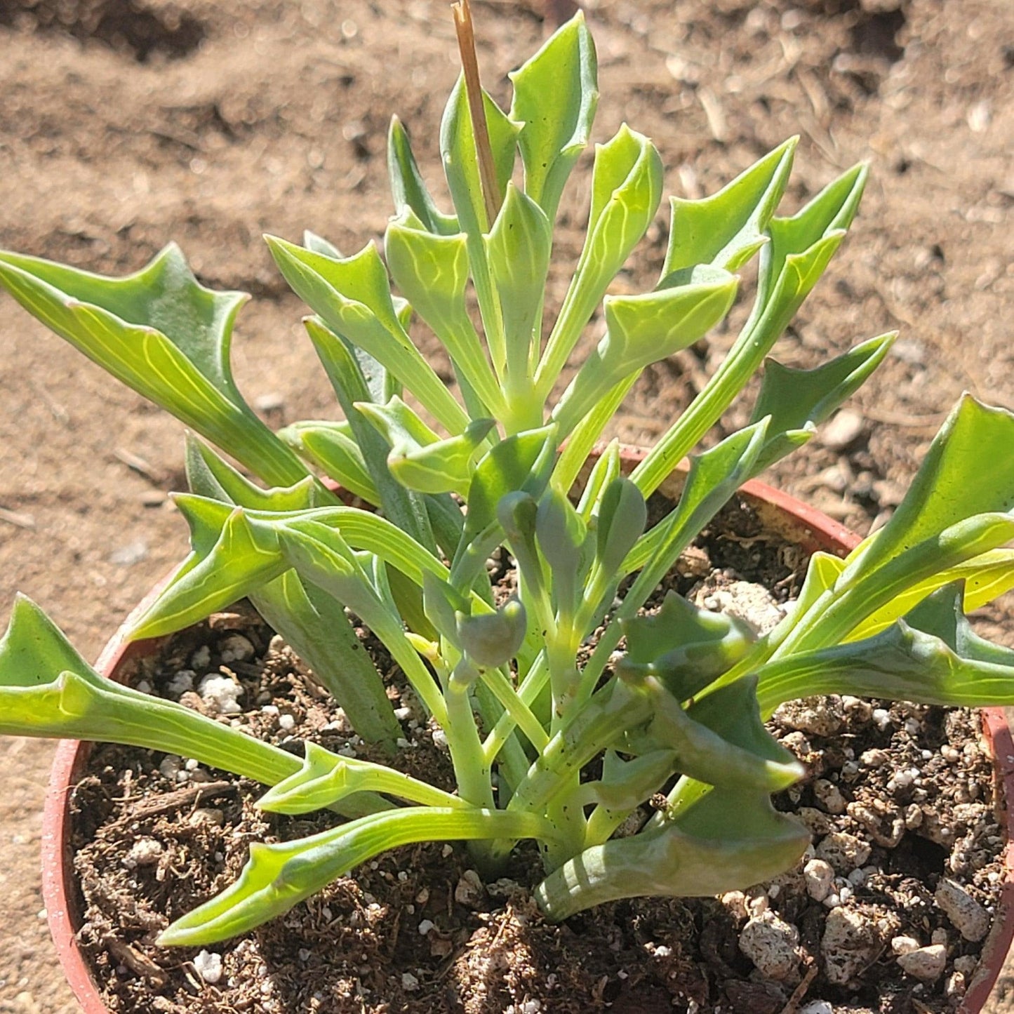 Senecio, Assorted - View 11 from www redcrocus com