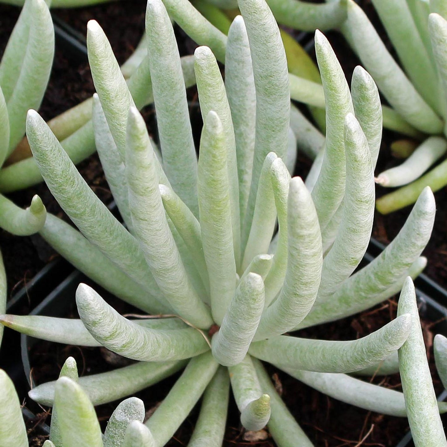 Senecio, Assorted - View 13 from www redcrocus com