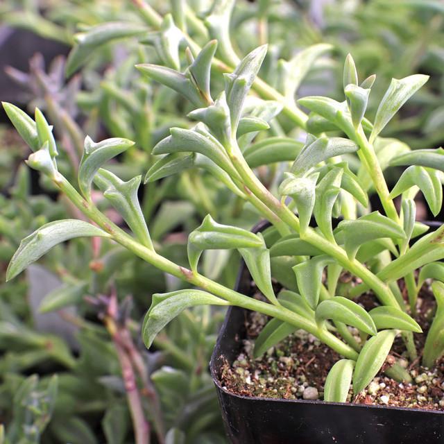 Senecio, Assorted - View 15 from www redcrocus com